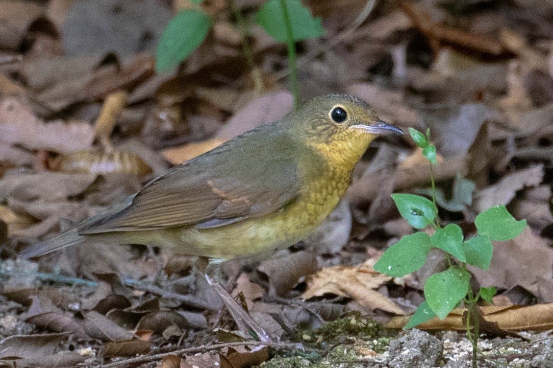 藍歌鴝 - ML622559185