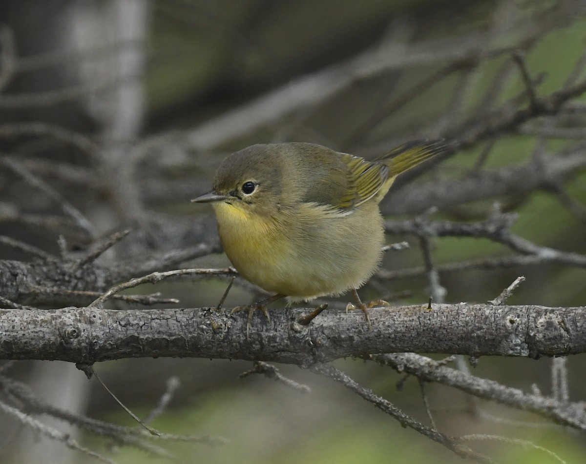 Common Yellowthroat - ML622559189