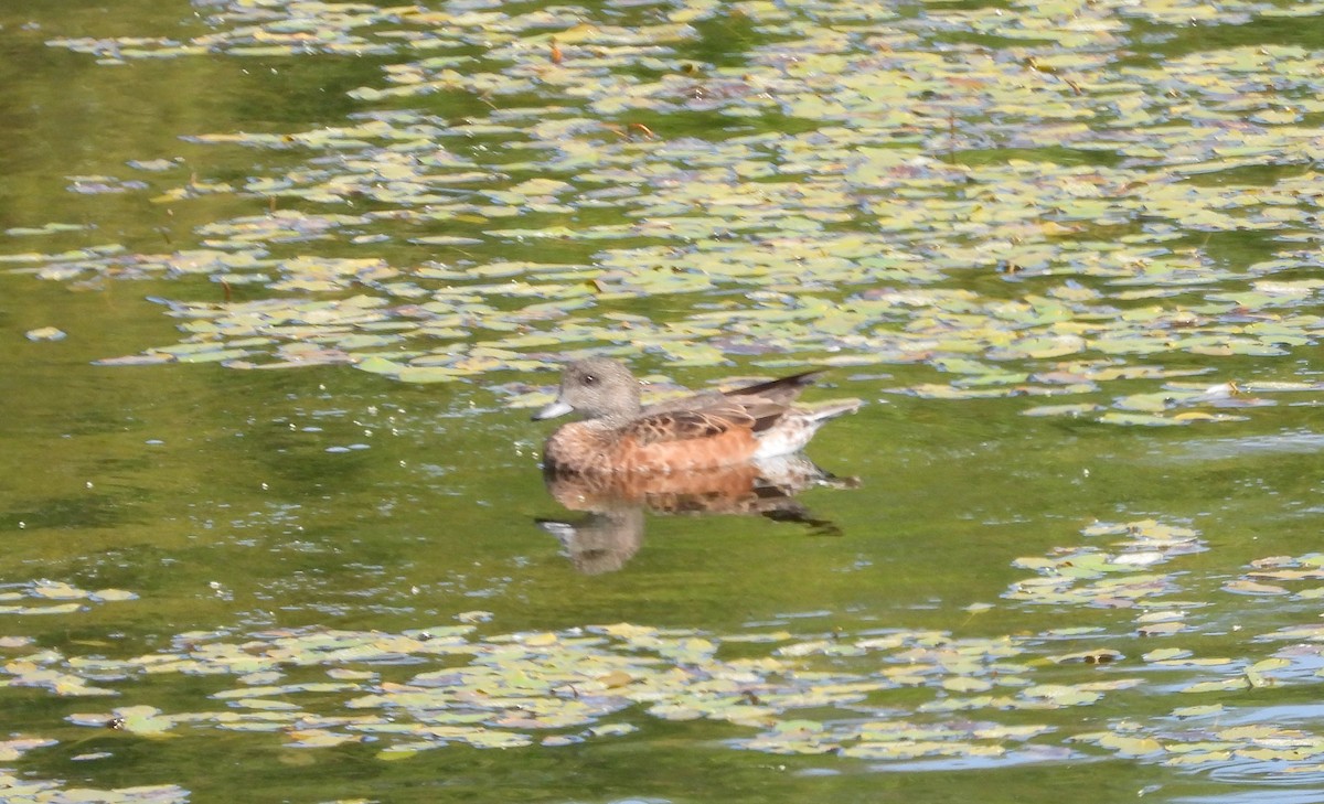 American Wigeon - ML622559245