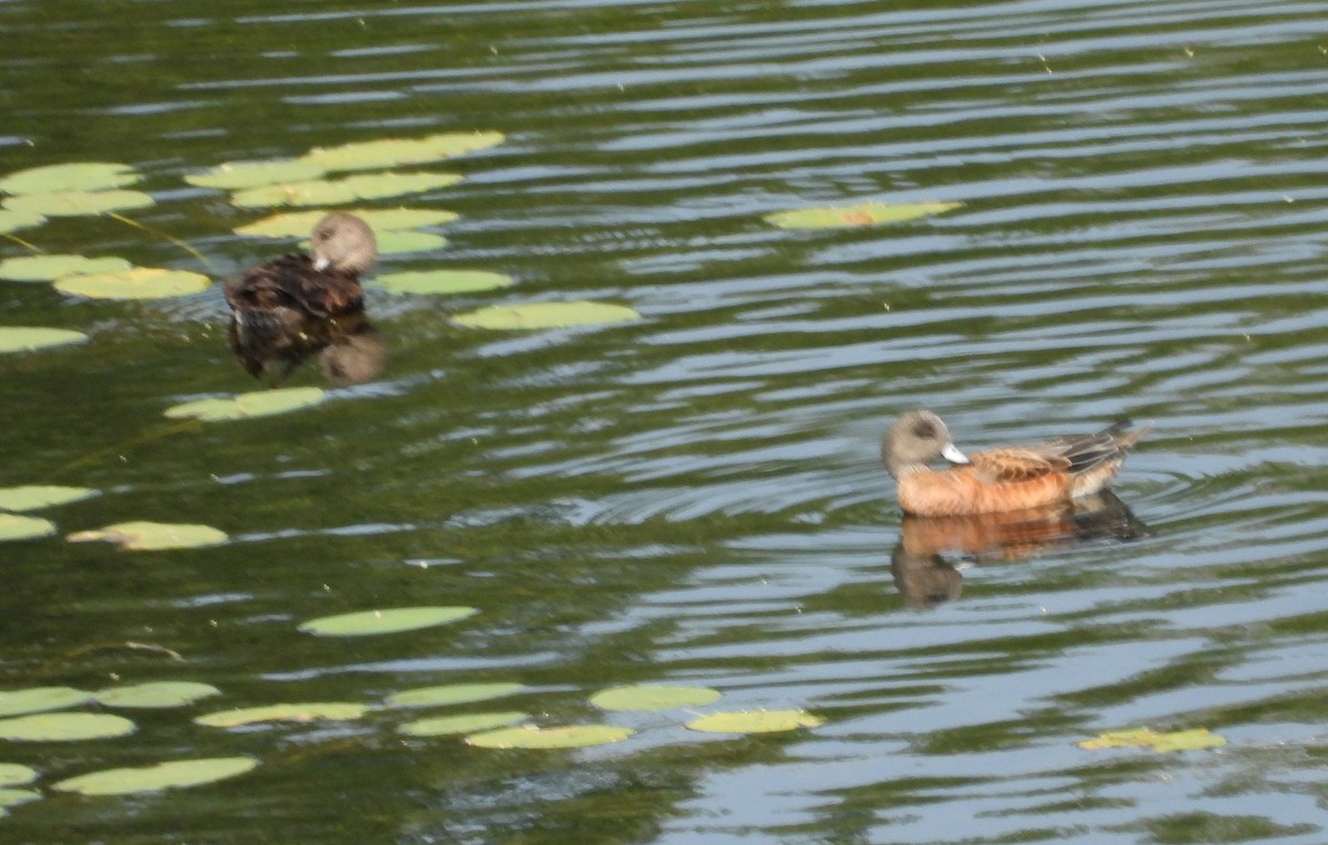 American Wigeon - ML622559246