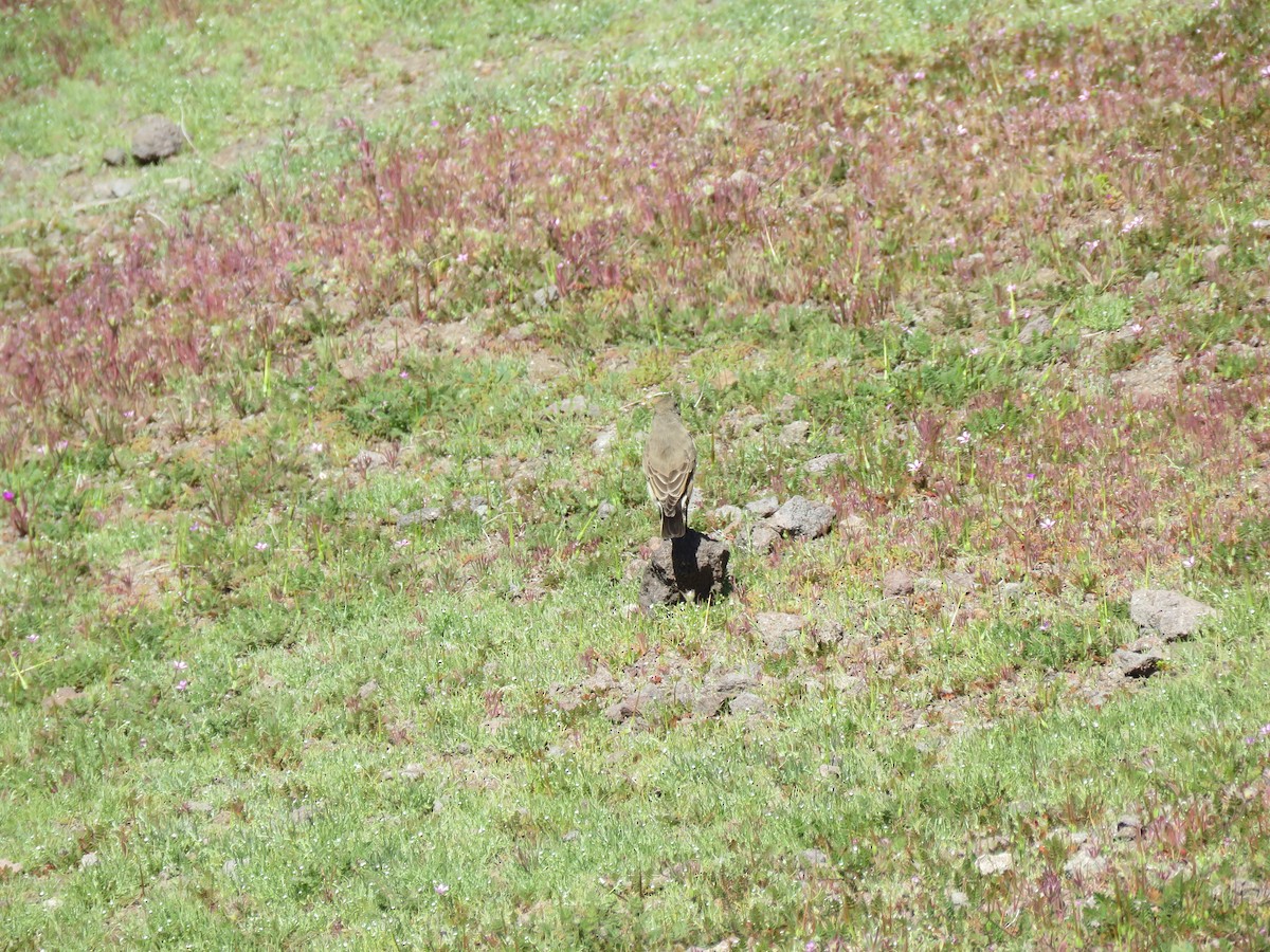 Spot-billed Ground-Tyrant - ML622559272