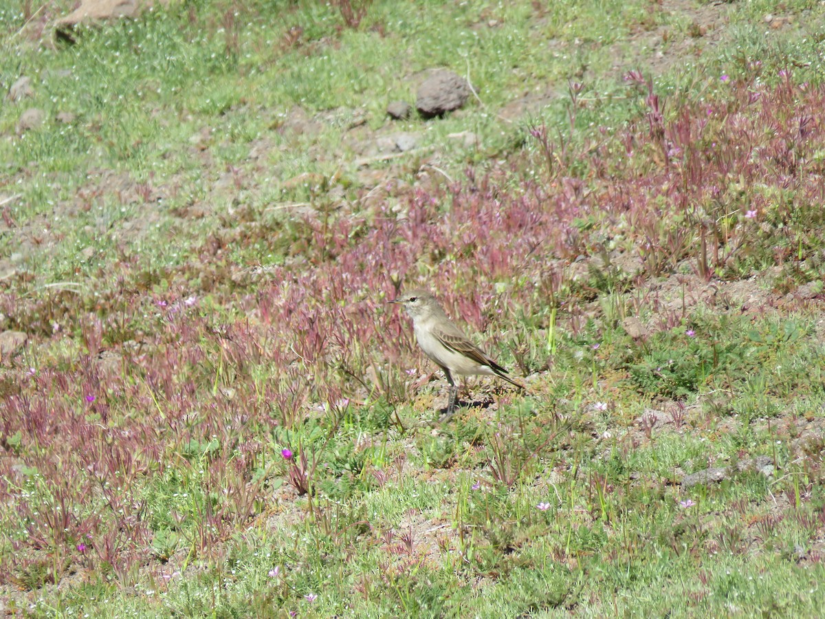 Spot-billed Ground-Tyrant - ML622559273