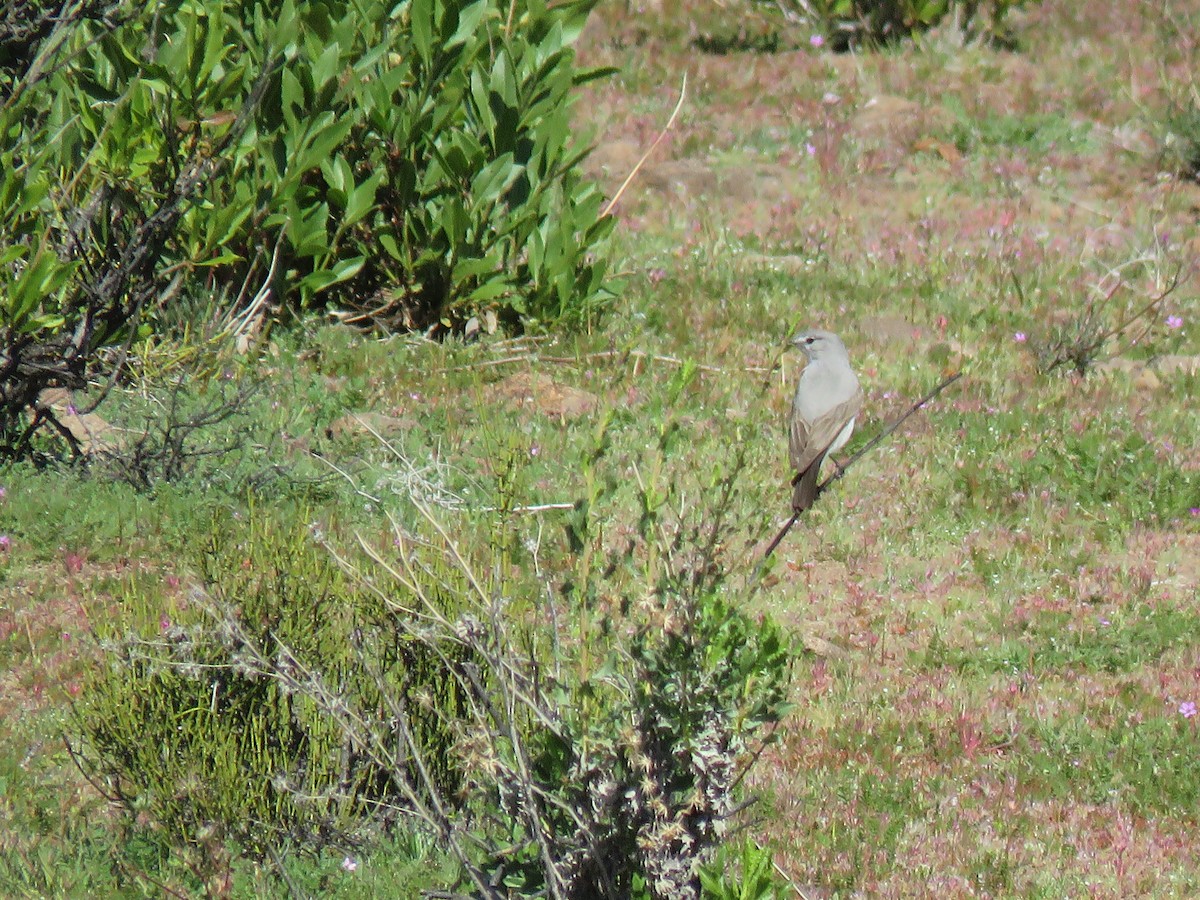 Rufous-naped Ground-Tyrant - Marcelo Olivares Herrera