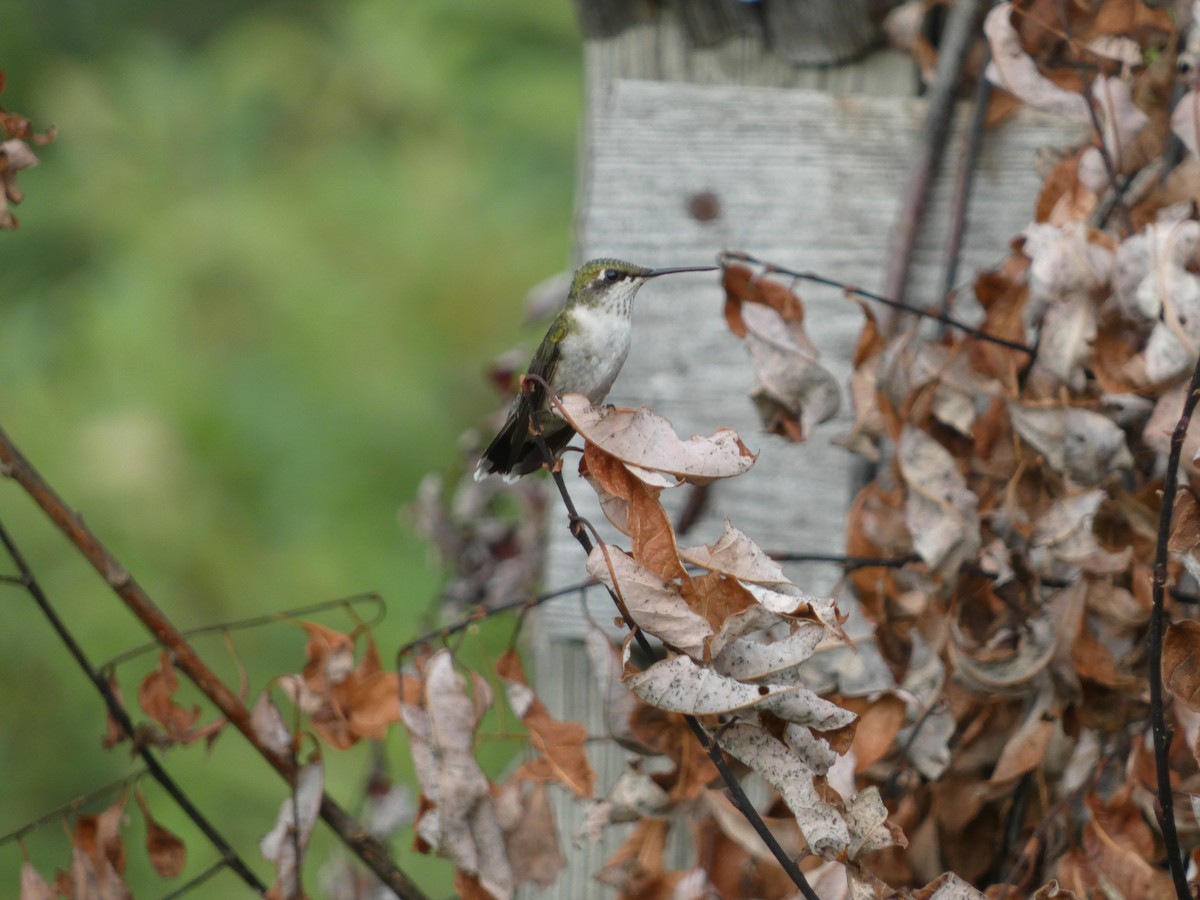 Ruby-throated Hummingbird - ML622559361