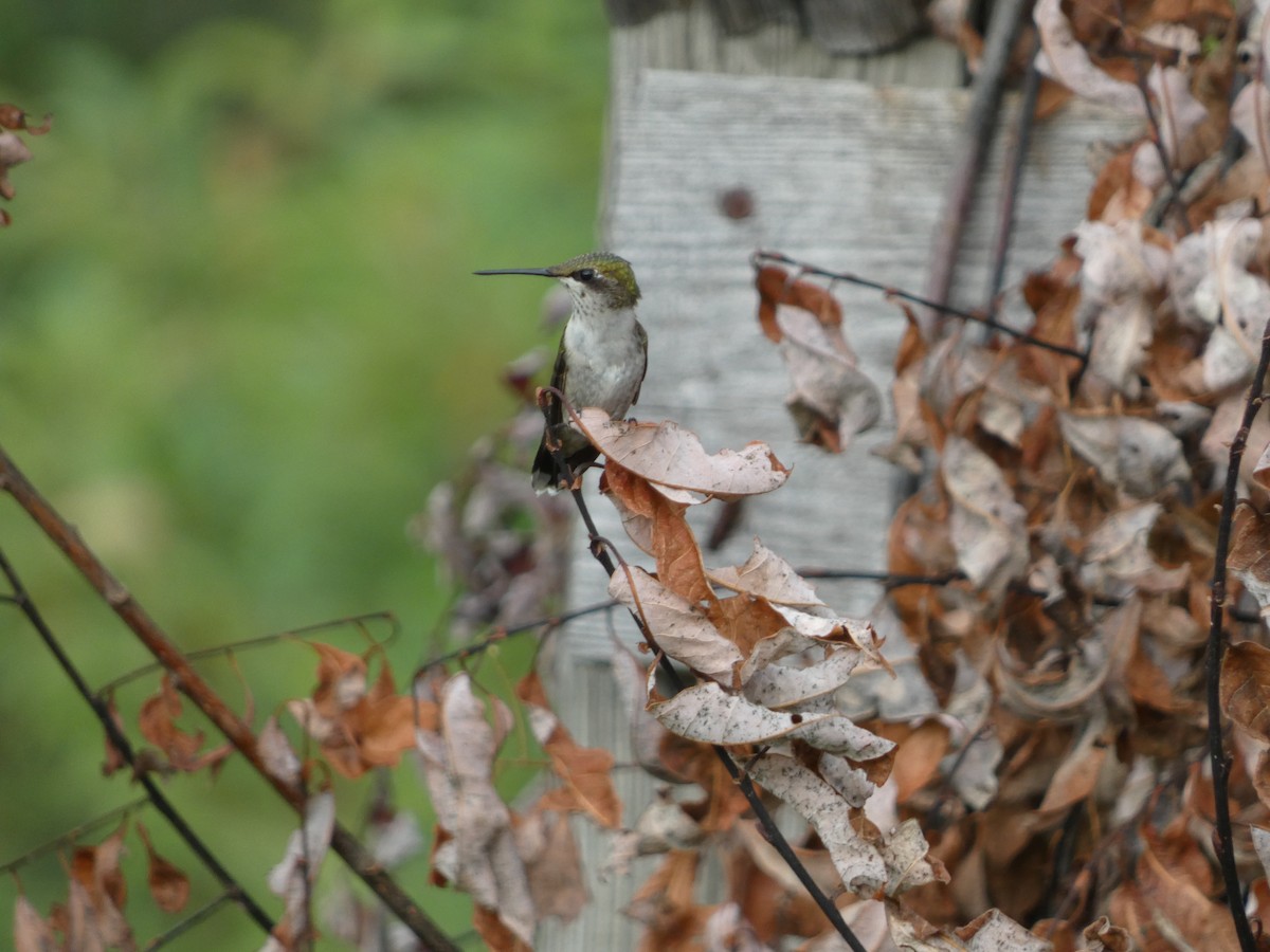 Ruby-throated Hummingbird - ML622559362