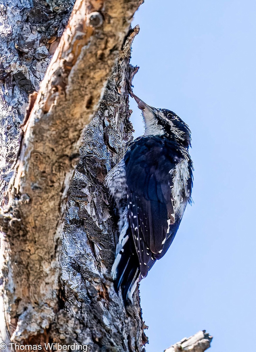 American Three-toed Woodpecker - ML622559400