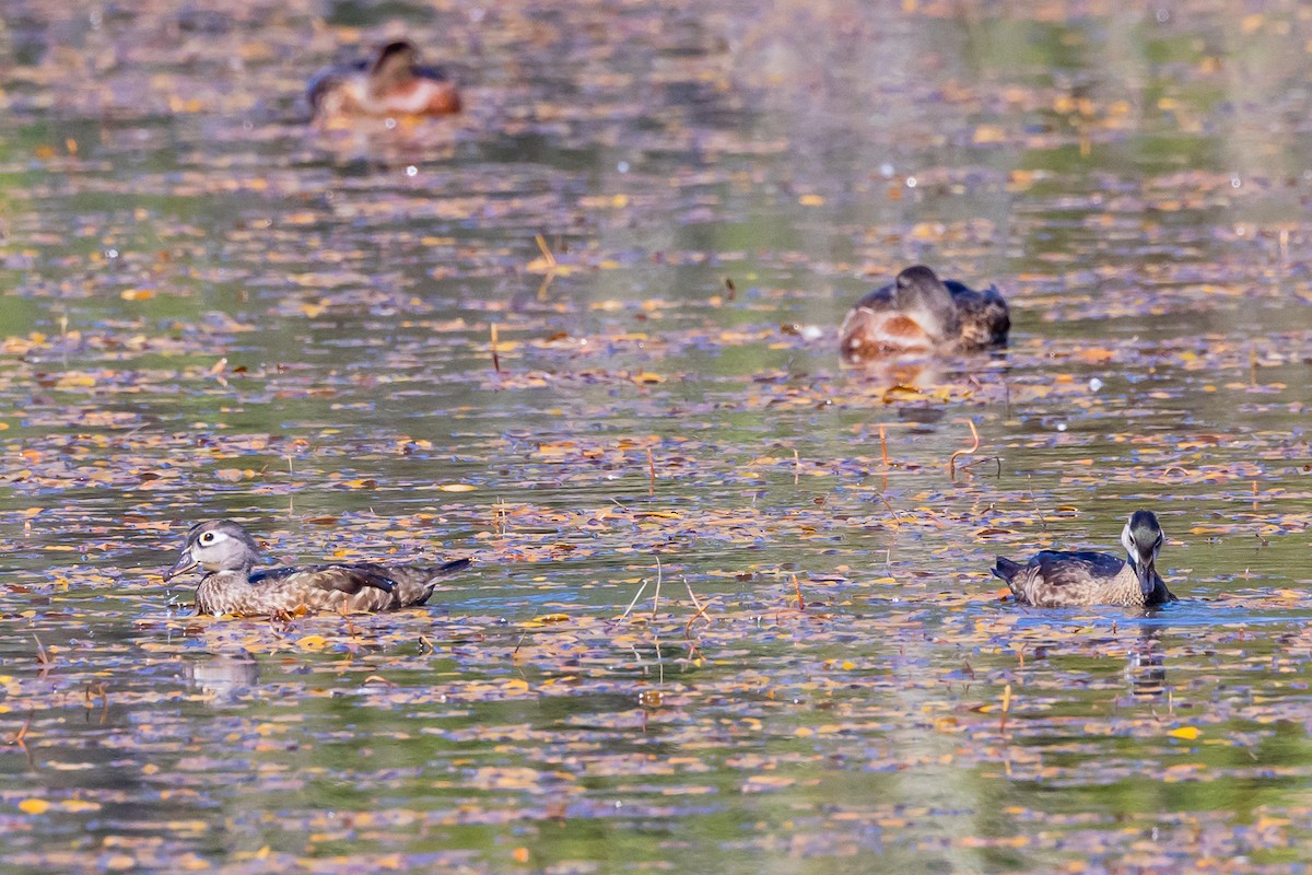 Wood Duck - ML622559466