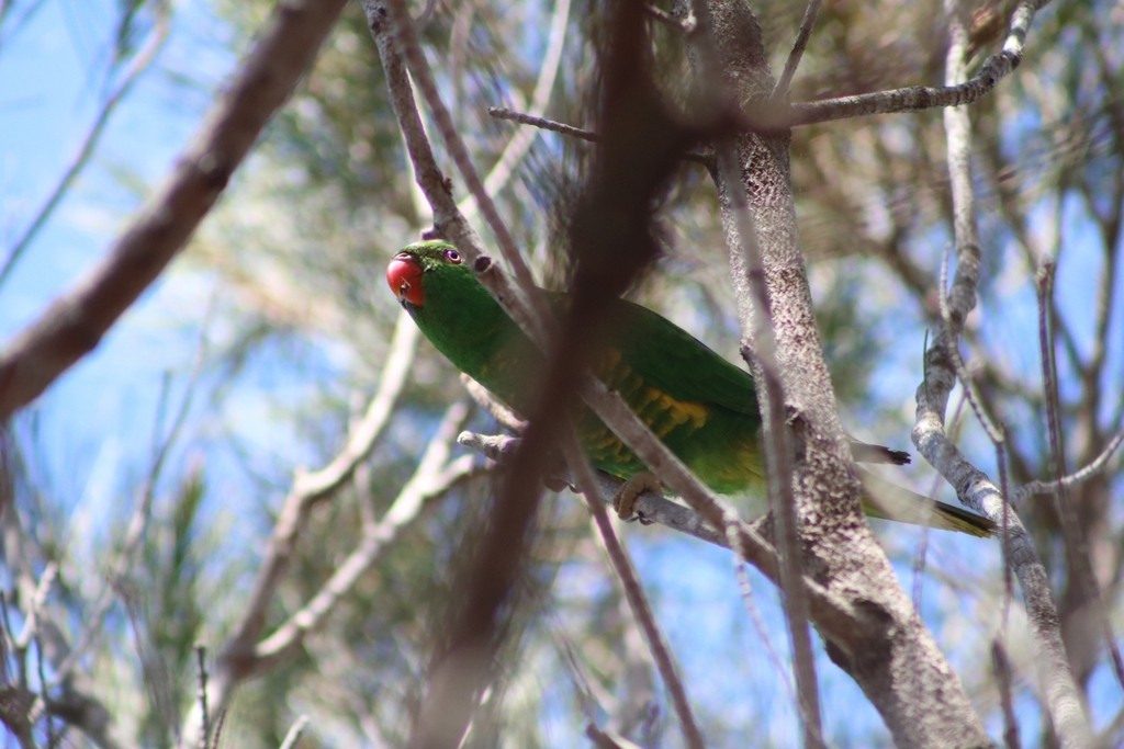 Scaly-breasted Lorikeet - ML622559583