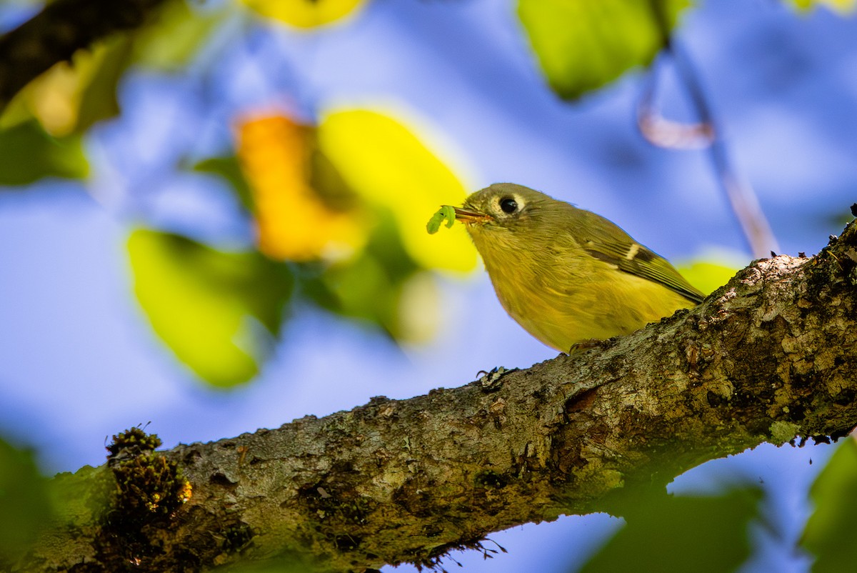 Ruby-crowned Kinglet - ML622559585