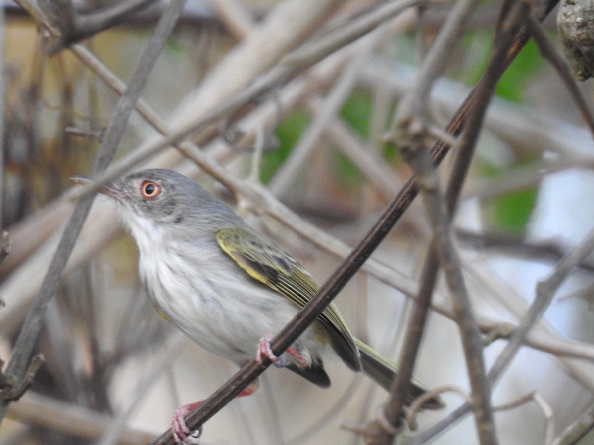 Pearly-vented Tody-Tyrant - ML622559591