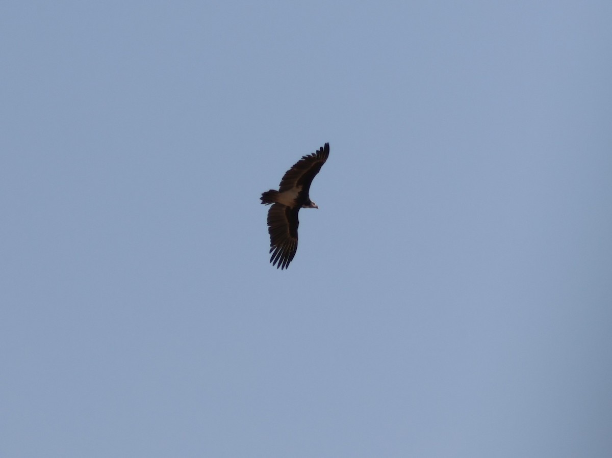 White-headed Vulture - ML622559598