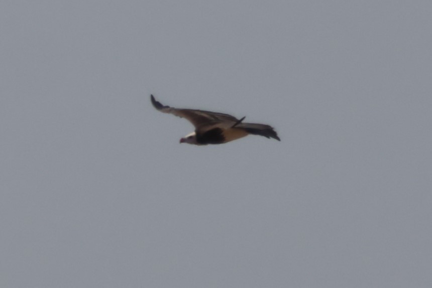 White-headed Vulture - ML622559599