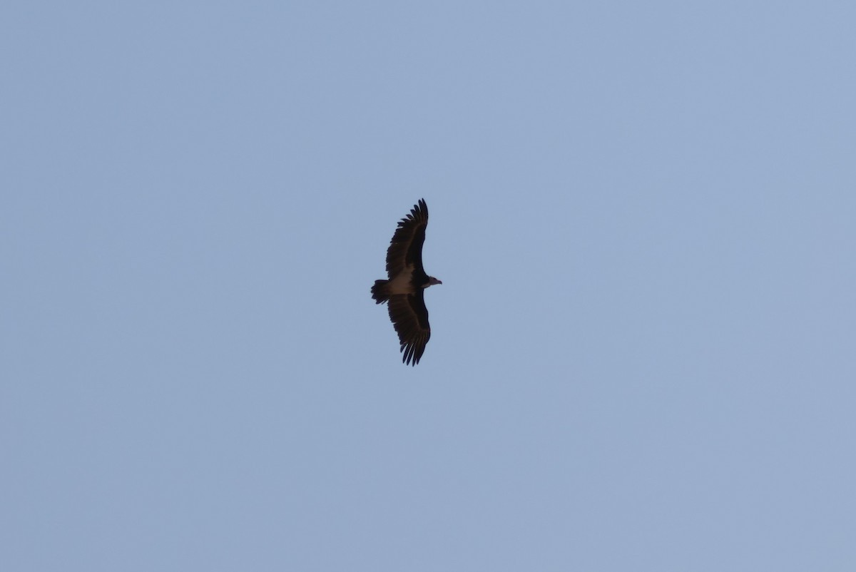 White-headed Vulture - ML622559600