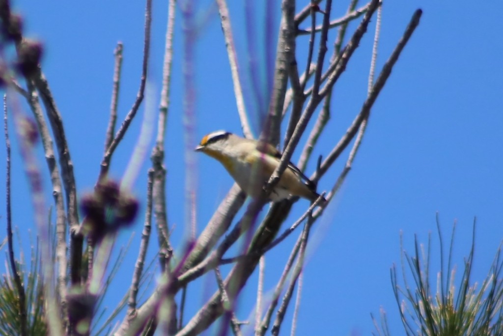 Striated Pardalote - ML622559608