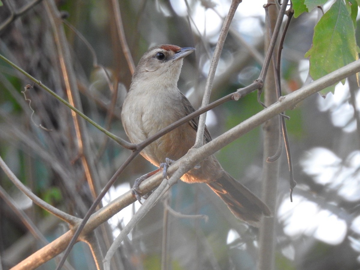 Rufous-fronted Thornbird - ML622559610