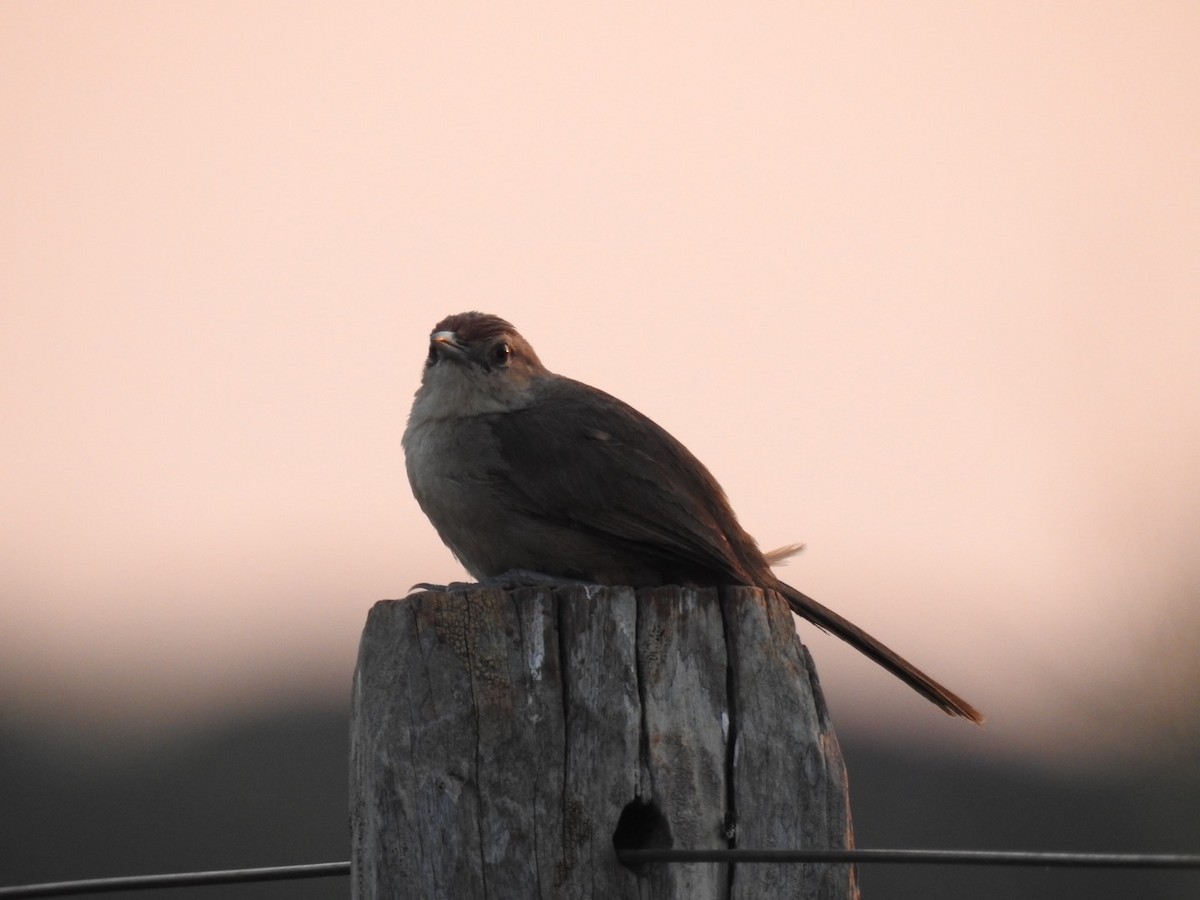 Rufous-fronted Thornbird - ML622559611