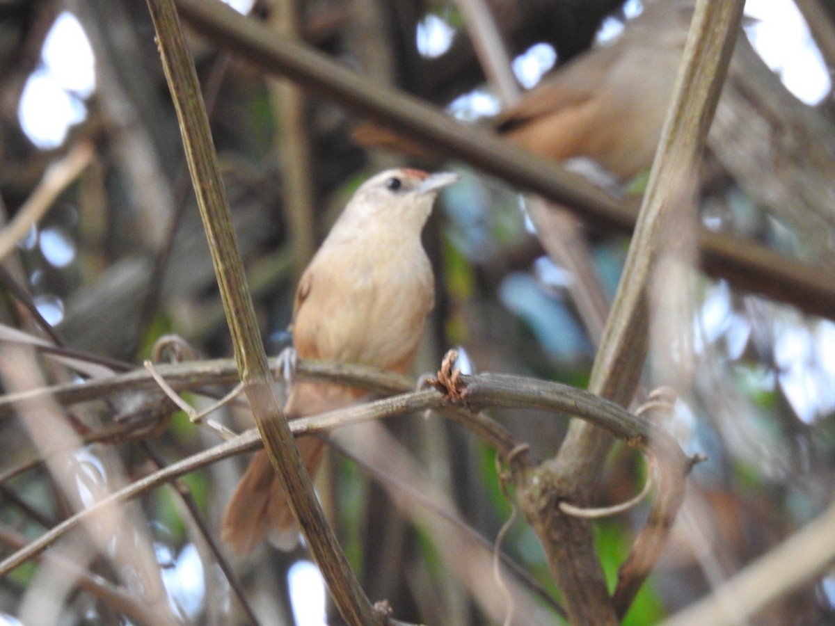 Rufous-fronted Thornbird - ML622559612