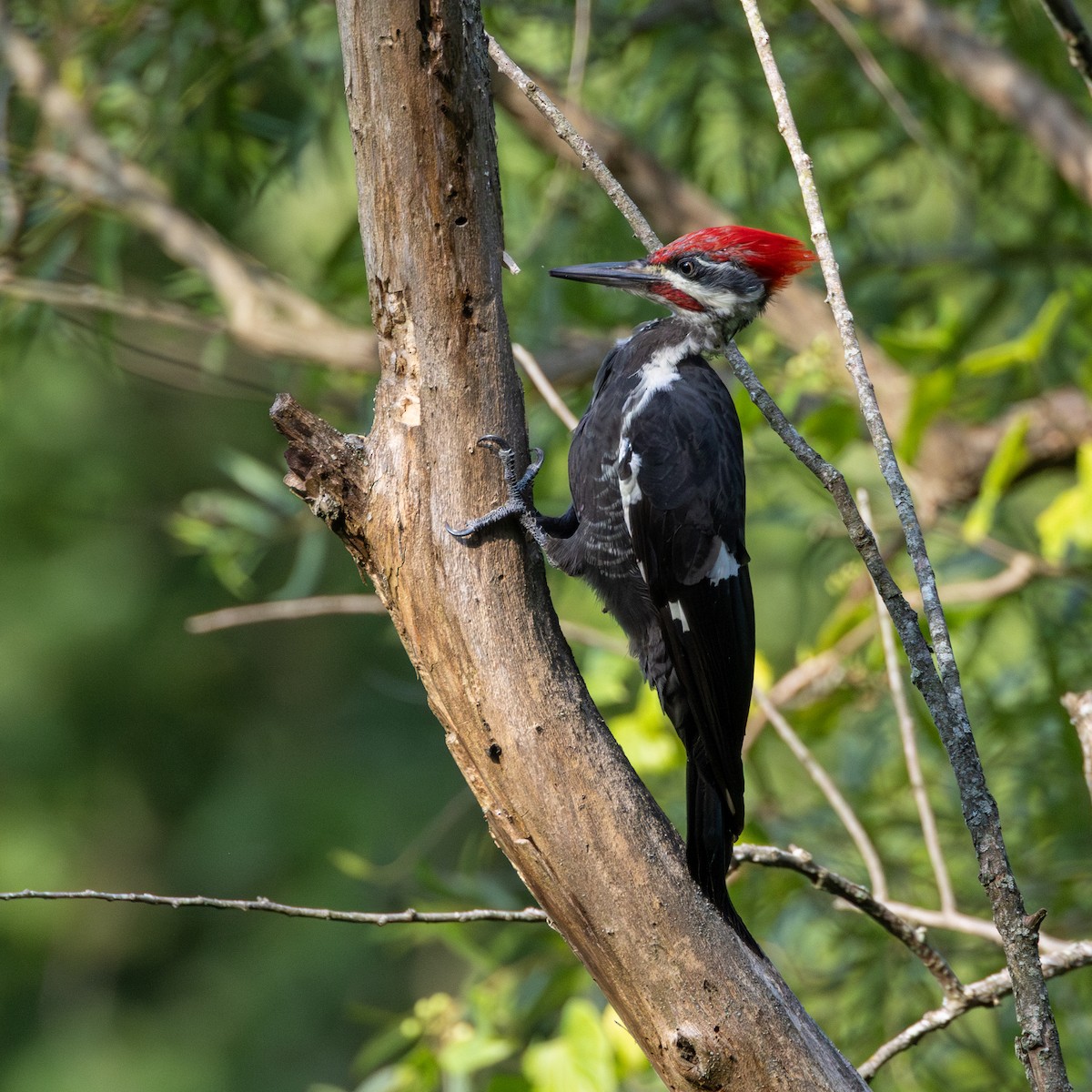 Pileated Woodpecker - ML622559656