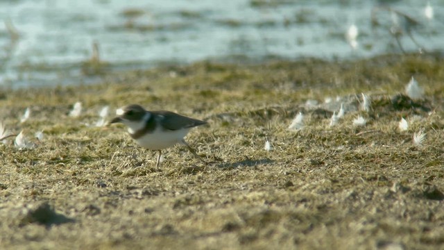 Semipalmated Plover - ML622559726