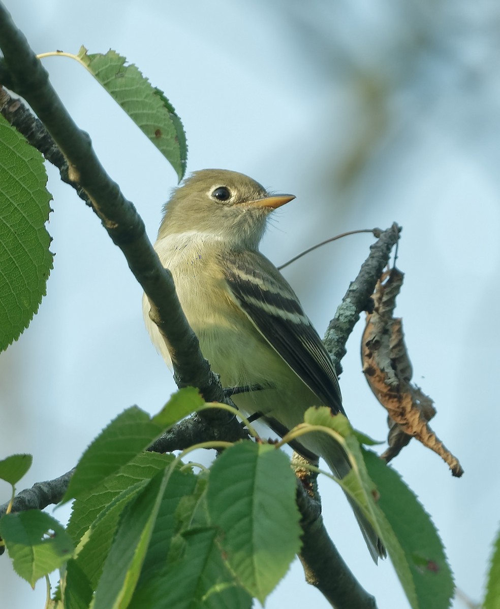 Least Flycatcher - ML622559732