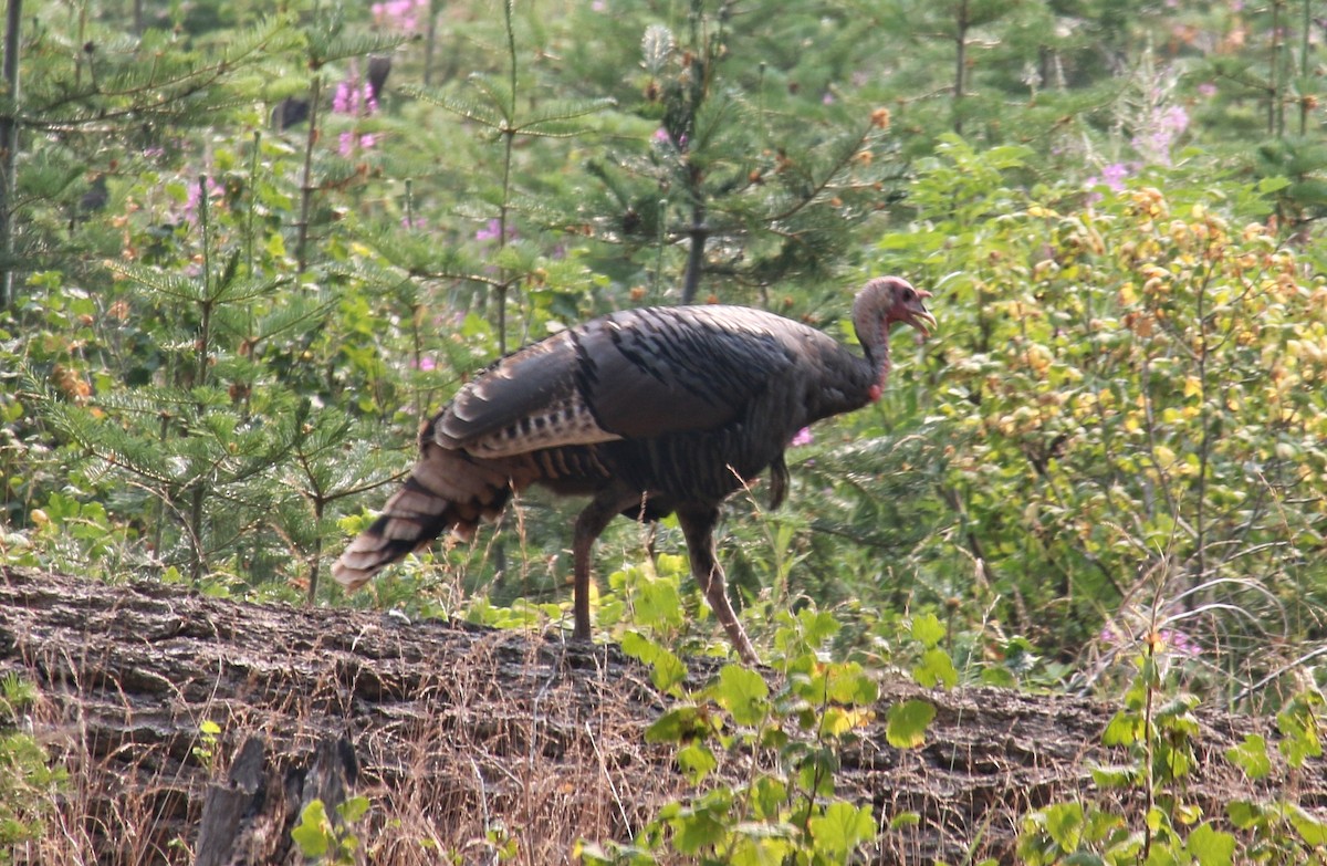 Wild Turkey - Arthur Gonzales