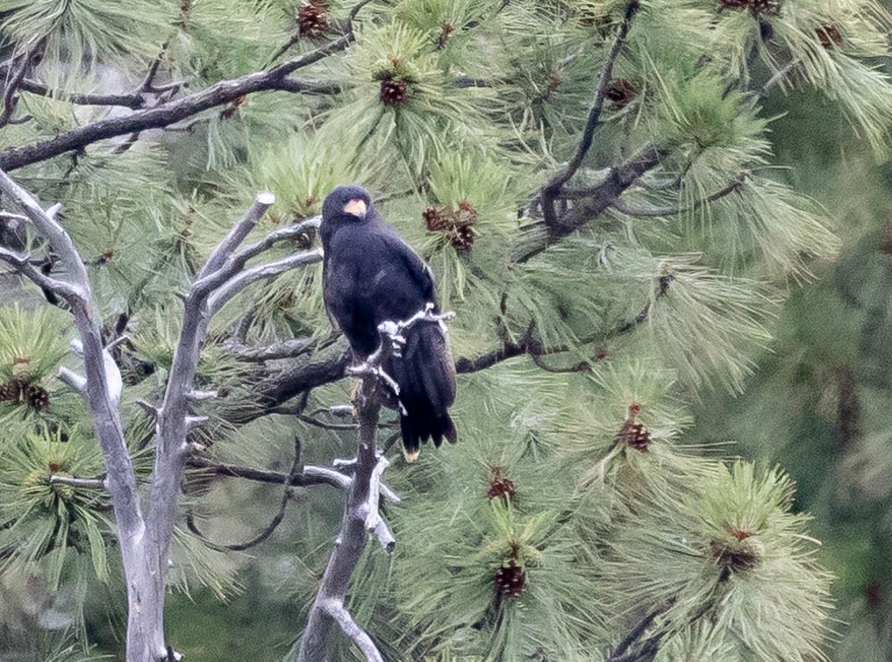 Common Black Hawk - ML622559752