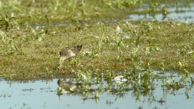 Pectoral Sandpiper - ML622559758