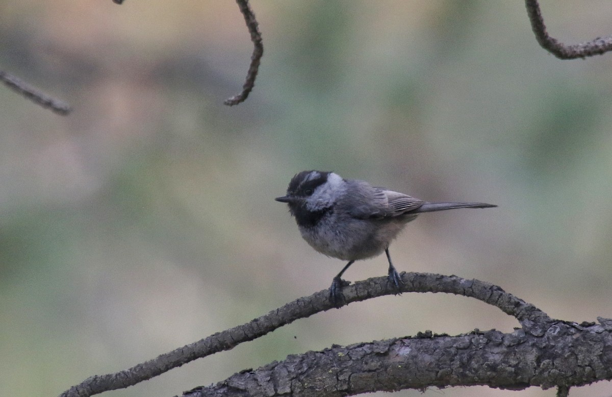 Mountain Chickadee - ML622559767