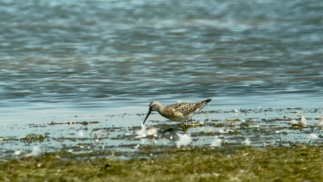 Stilt Sandpiper - ML622559775