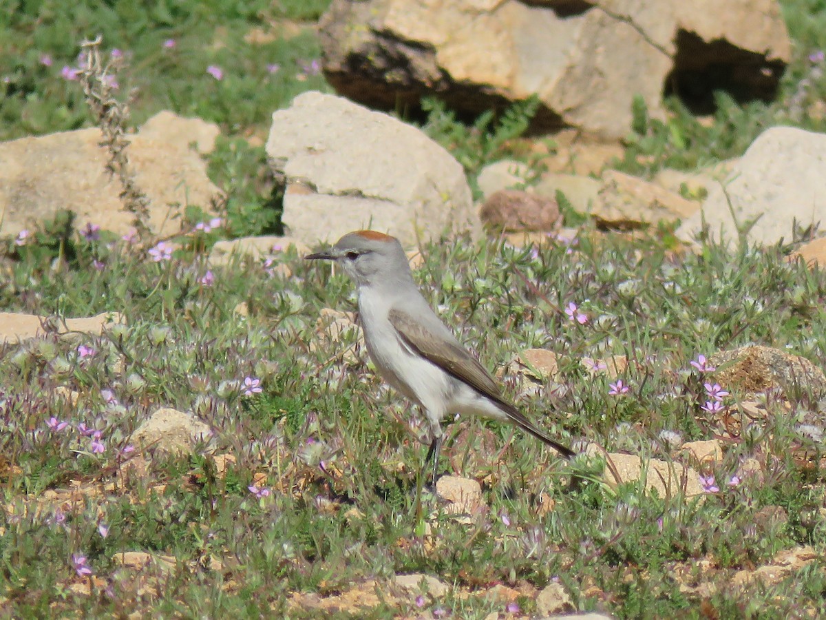 Rufous-naped Ground-Tyrant - ML622559791