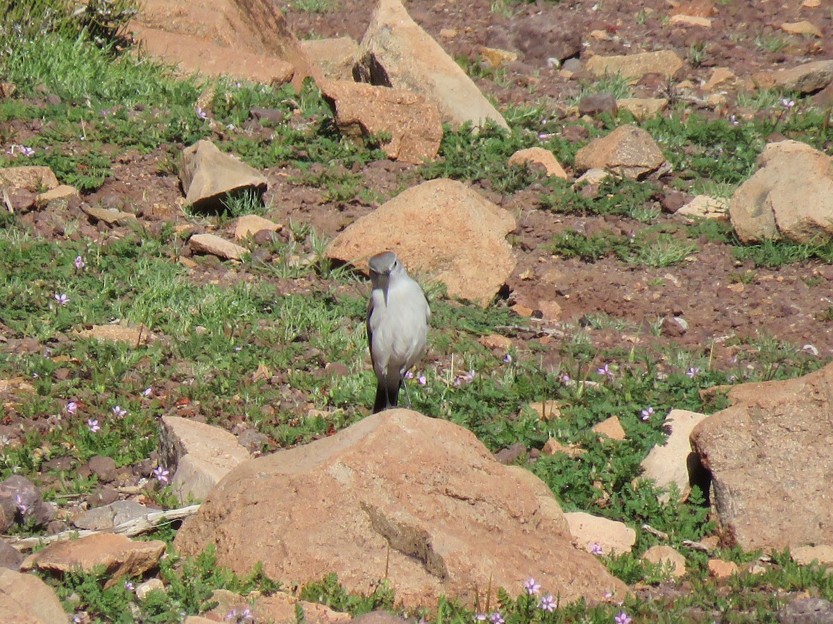 Rufous-naped Ground-Tyrant - ML622559792