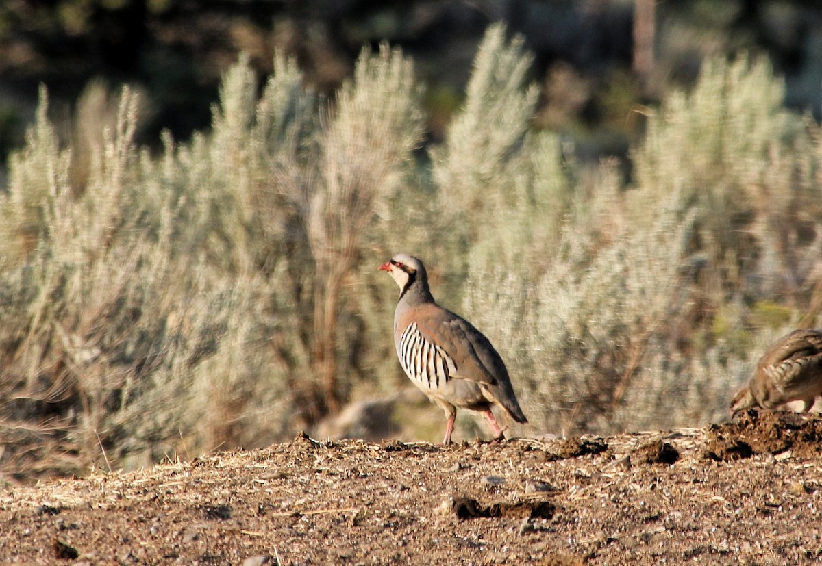 Chukar - ML622559875