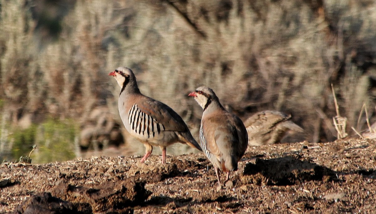 Chukar - ML622559876