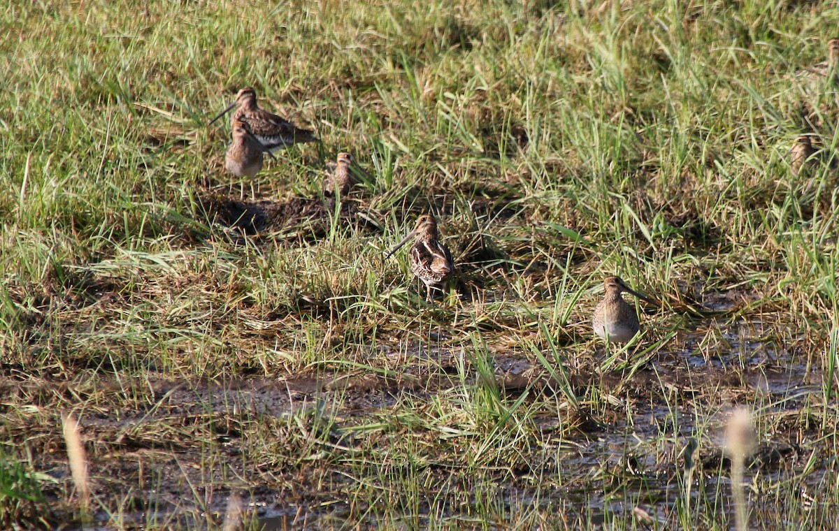 Wilson's Snipe - ML622559886