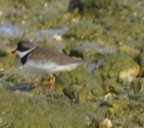 Semipalmated Plover - ML622559892