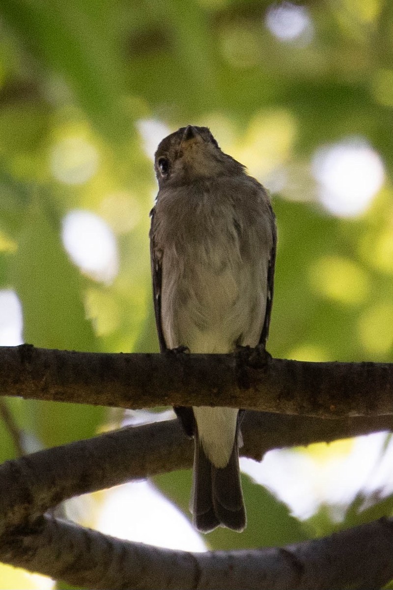 寬嘴鶲 - ML622559907