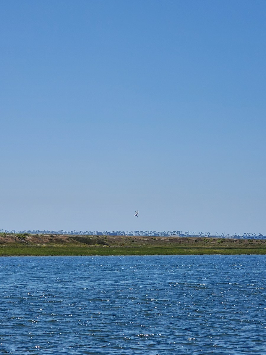 Least Tern - Dylan Dell-Haro