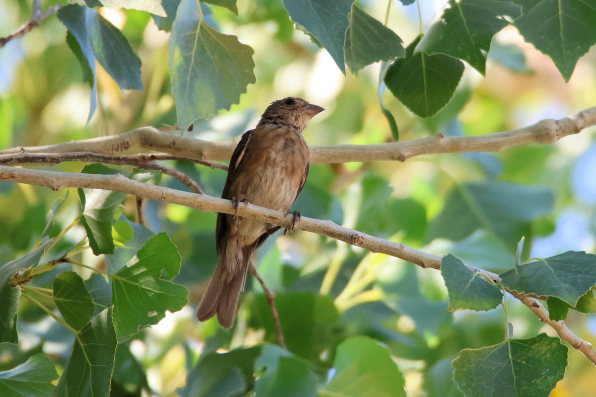 Indigo Bunting - ML622559948