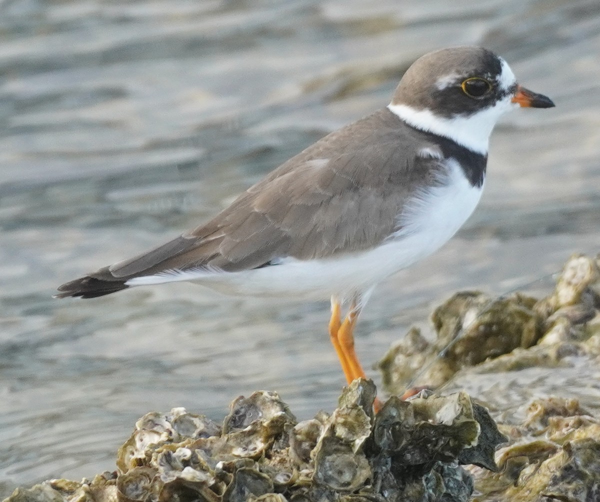 Semipalmated Plover - ML622559956