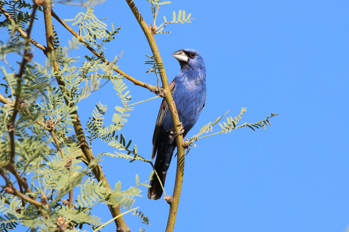 Blue Grosbeak - ML622559960