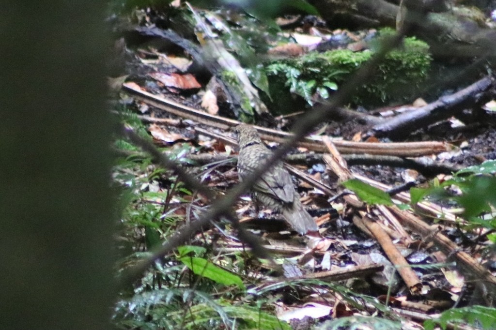 Квічаль австралійський - ML622559973