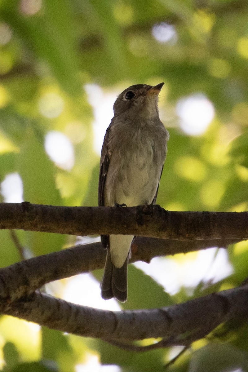 寬嘴鶲 - ML622559982