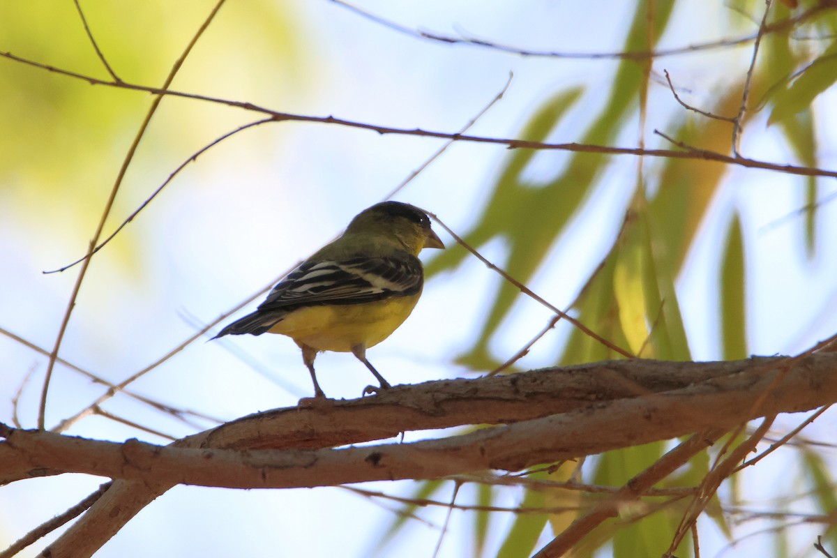 Lesser Goldfinch - ML622560043