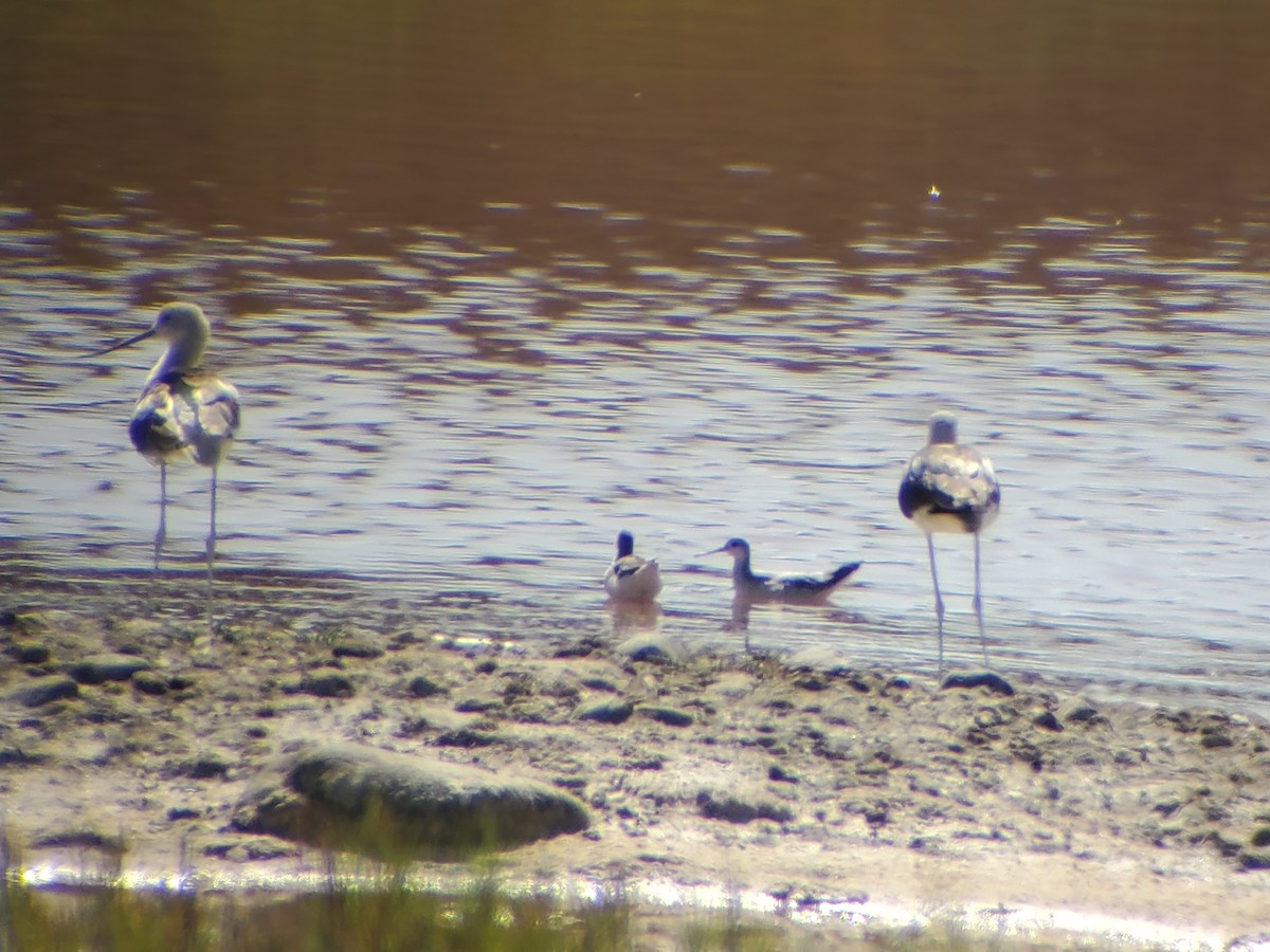 Wilson's Phalarope - ML622560058