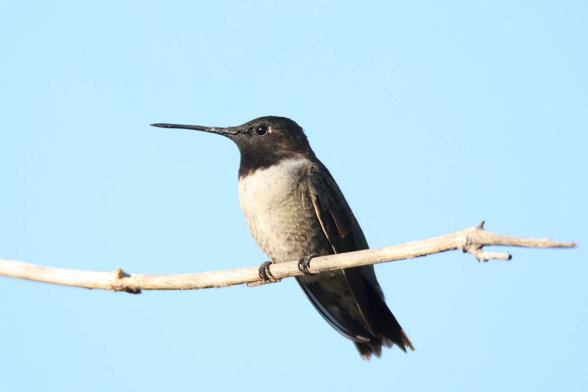 Black-chinned Hummingbird - ML622560124