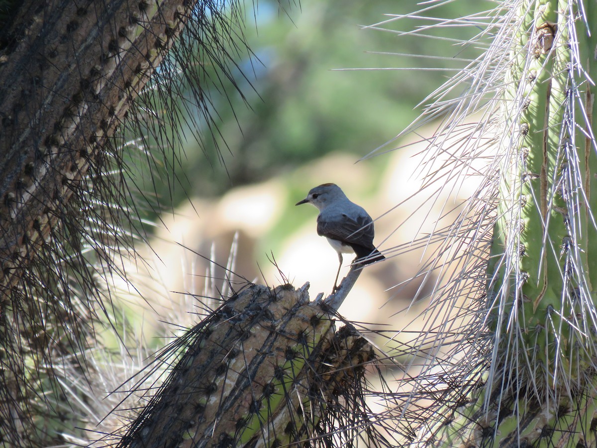 Rufous-naped Ground-Tyrant - ML622560137