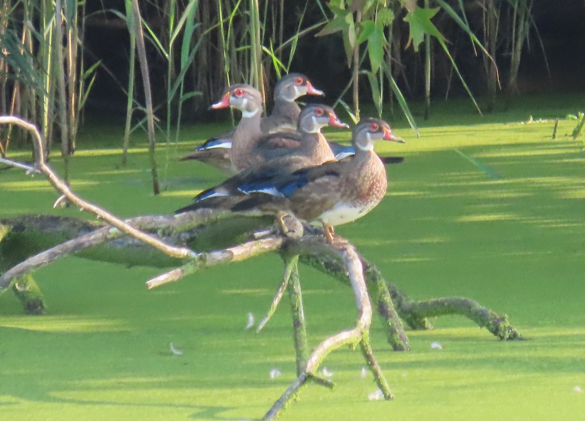Wood Duck - ML622560161