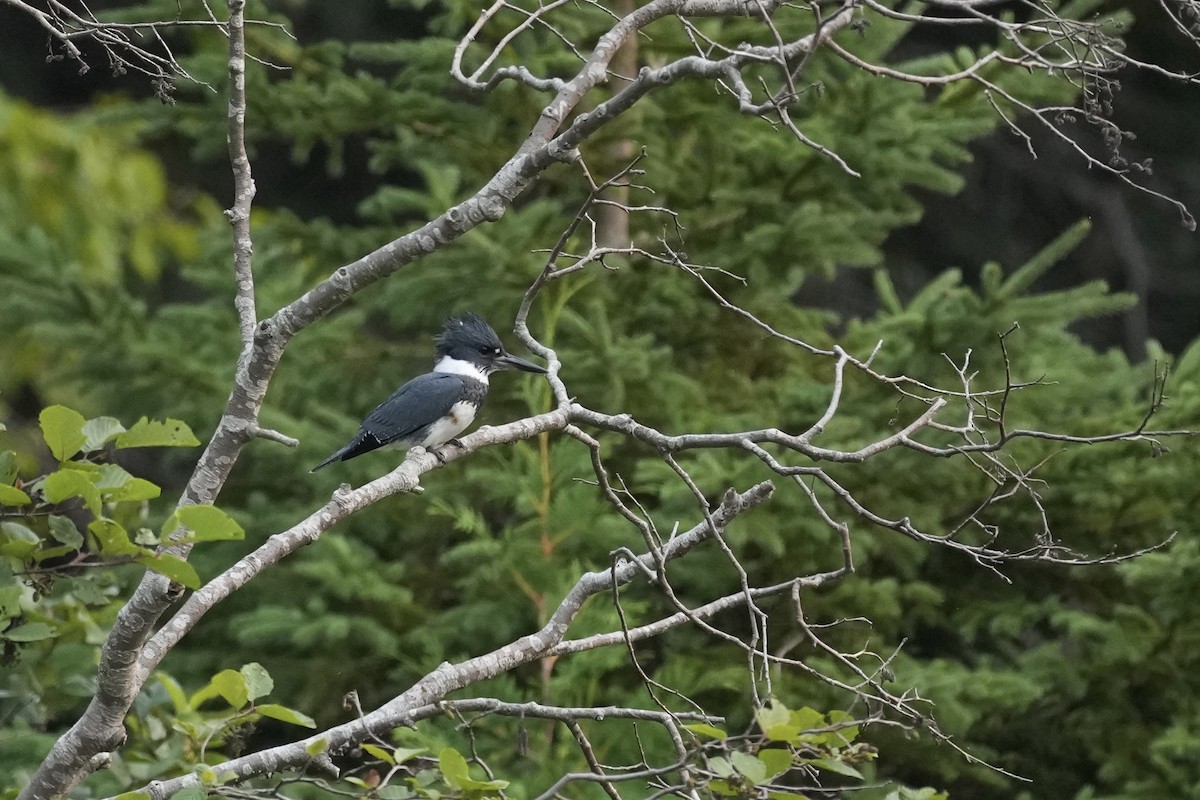 Belted Kingfisher - ML622560167