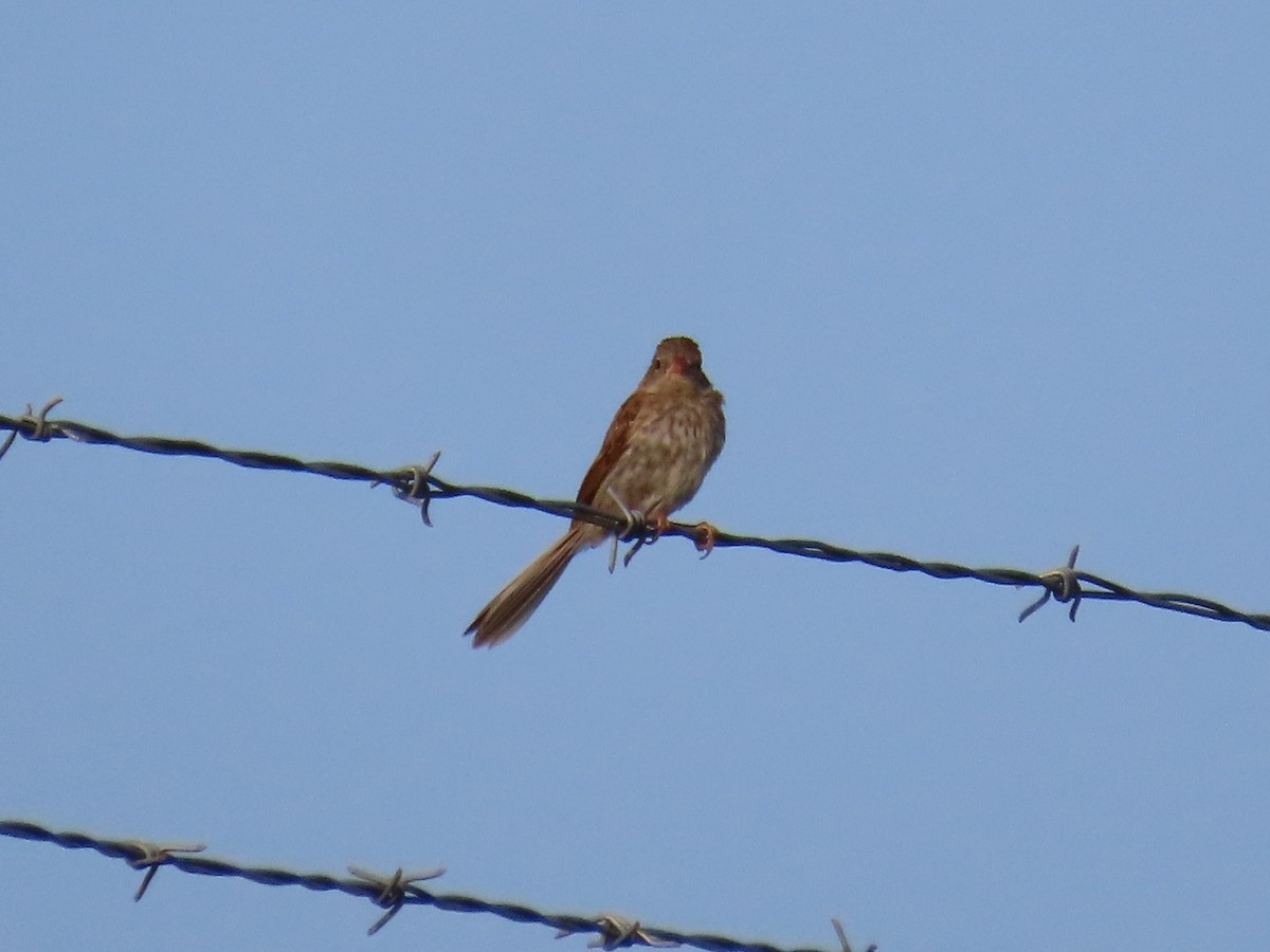 Field Sparrow - ML622560206