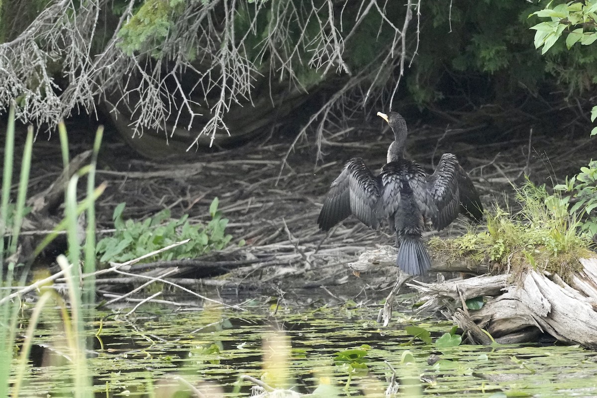 Double-crested Cormorant - ML622560211